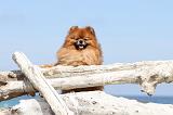 SPITZ ALLEMAND 200